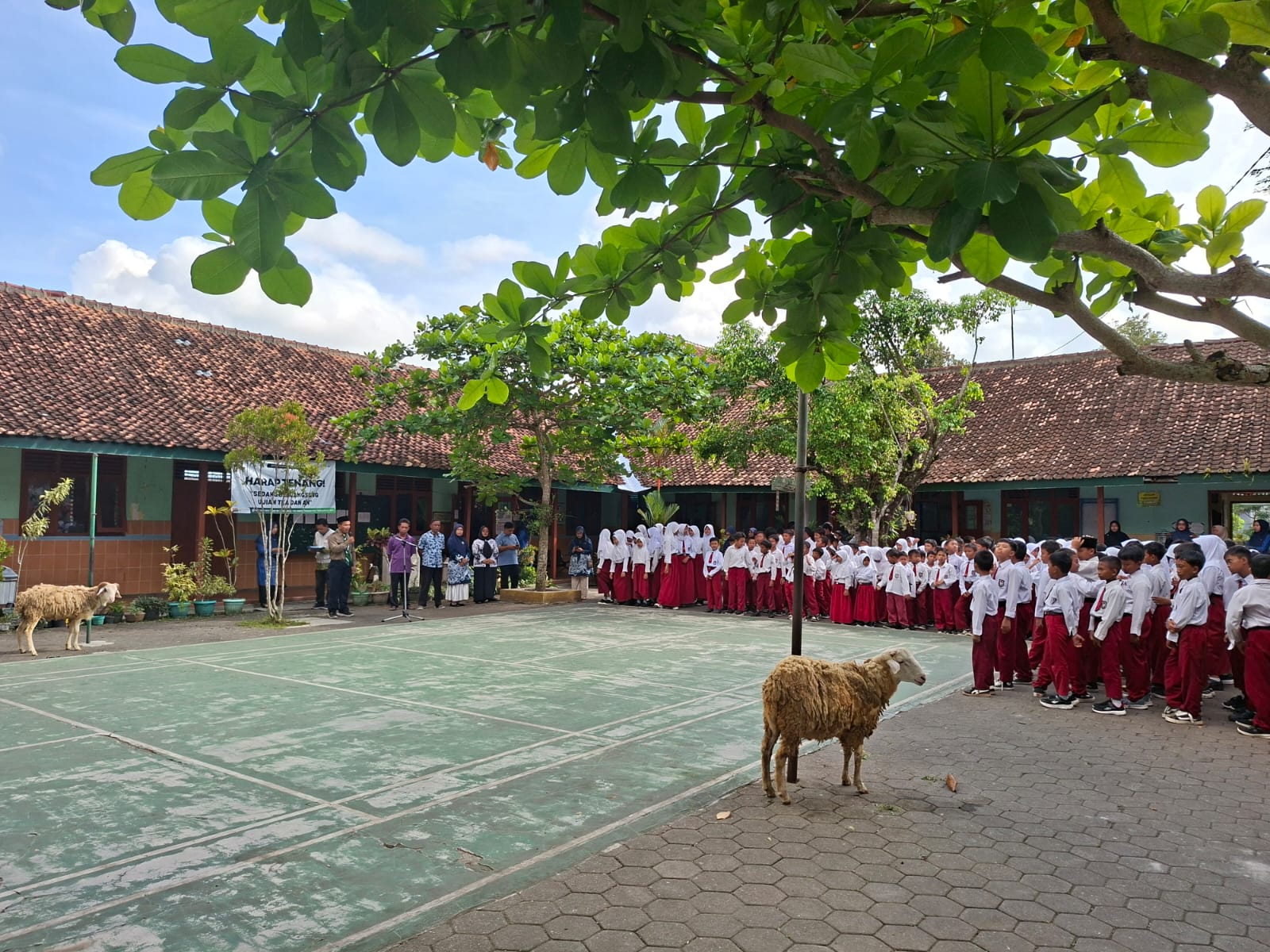 Aktualisasikan Nilai Ibadah Qurban, SD Muhammadiyah Ngijon I Tasyarufkan Hewan Qurban Aktualisasikan Nilai Ibadah Qurban, SD Muhammadiyah Ngijon I Tasyarufkan Hewan Qurban